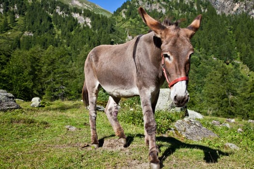 Orsiera Park, Piedmont Region, Italy: a donkey free in the park