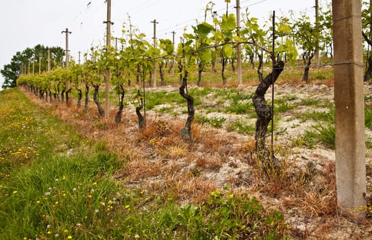 Barbera vineyard during spring season, Monferrato area, Piedmont region, Italy