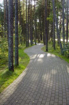 Devious path paved with rectangular tiles in a pine forest.