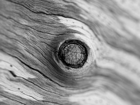 Closeup of a dead tree trunk  with shallow depth of field