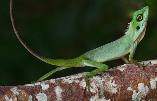Small chameleon on a tree truck in the small island of Pulau Besar in Malaysia