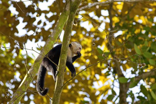 White faced Capuchin sitting in a tree, Manuel Antonio national park