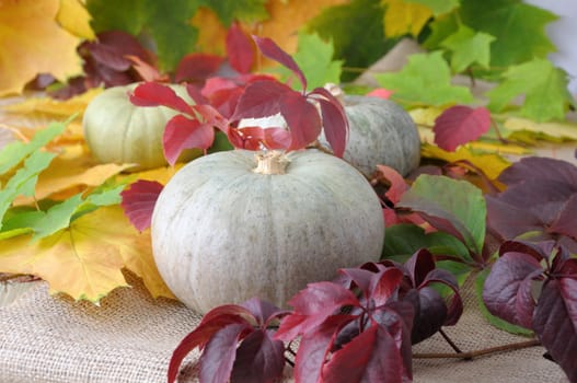 Small gray pumpkin on the background of autumn leaves