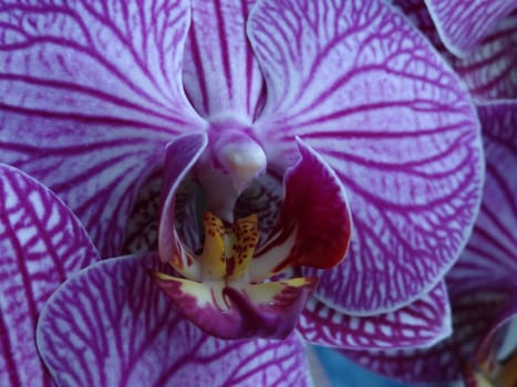 Orchid Phalaenopsis