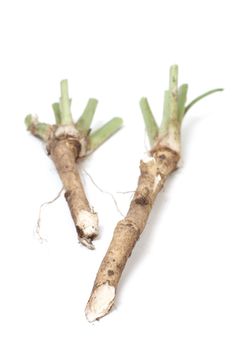 Two roots of horse radish