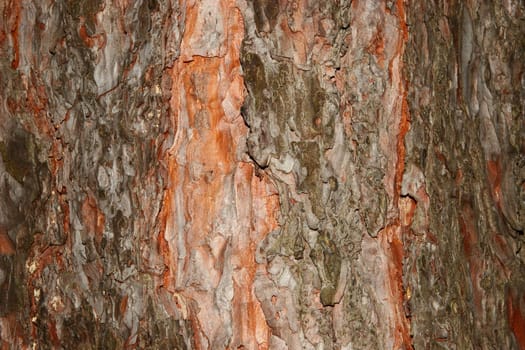 Bark of a Pine