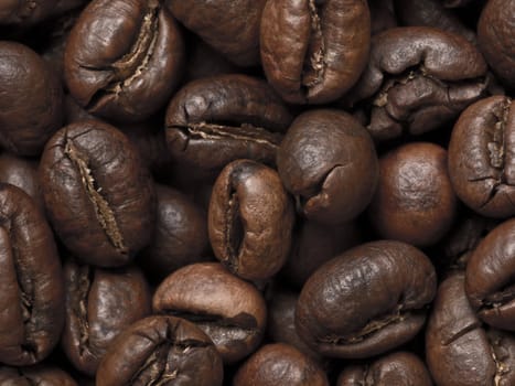 close up of peabody coffee beans