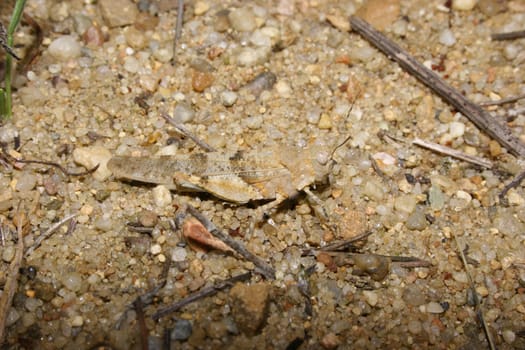 Male of a Red Sand Grasshopper (Sphingonotus caerulans)