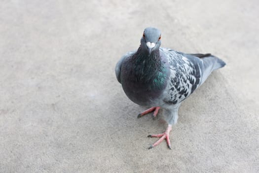 A pigeon looking at the camera