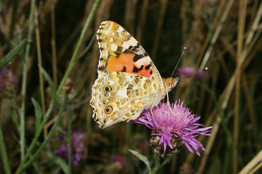 Painted Lady (Vanessa cardui) on a flower