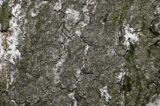 Bark of a Birch tree