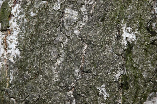 Bark of a Birch tree