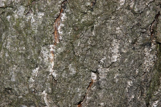 Bark of a Birch tree