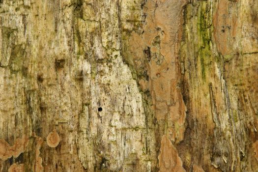 Dead wood with slime mold infestation