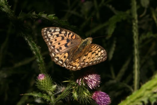 Dark Green Fritillary (Argynnis aglaja) on a plant