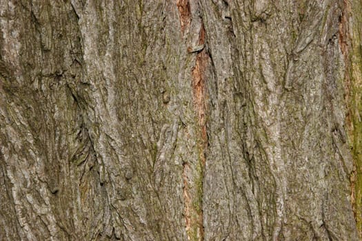 Bark of black locust (Robinia pseudoacacia)