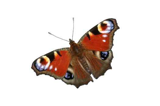 European Peacock (Inachis io) - isolated