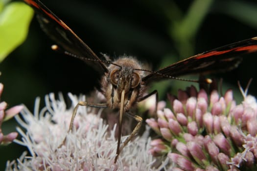 Red Admiral (Vanessa atalanta) on a flower - Portrait