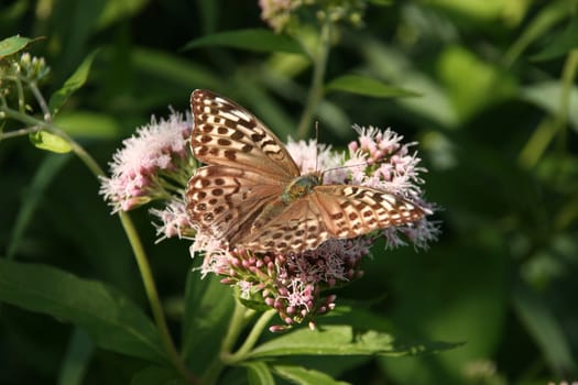 Silver-washed Fritillary (Argynnis paphia) - female on a flower