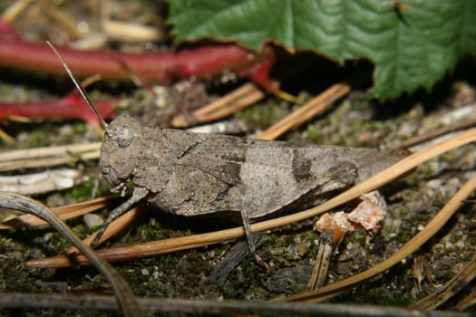 Female of a Blue-winged Grasshopper (Oedipoda caerulescens)