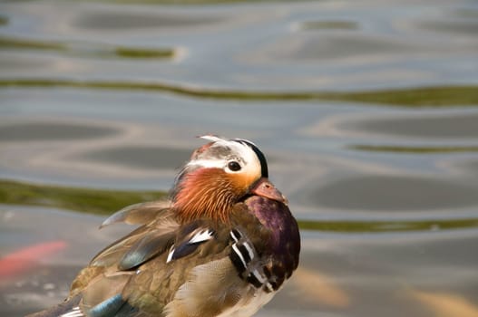 Mandarin sits in the background of a pond with goldfish.