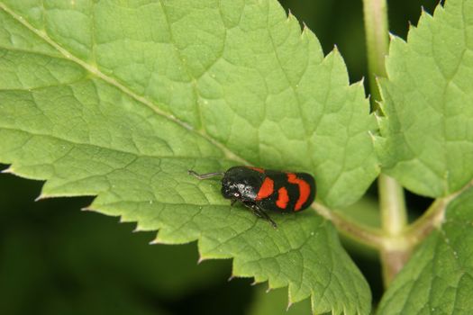 Froghopper (Cercopis vulnerata) on a leaf - Portrait