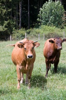 Brown cow stand in a pasture.