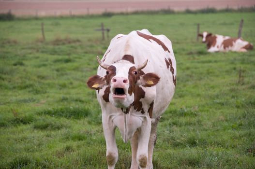 A cow moos in the pasture.