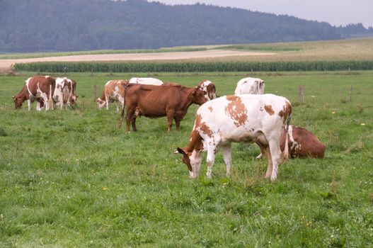 A herd of cows grazing on pasture.