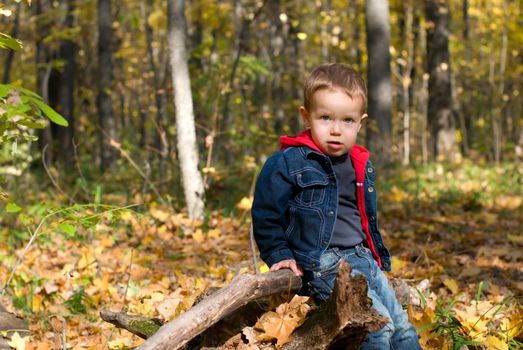 Cute boy and autumn in a forest
