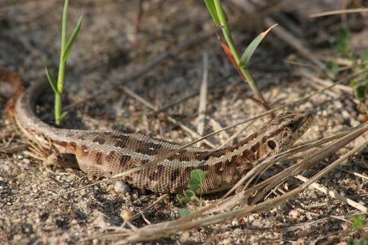 Sand lizard (Lacerta agilis) - pregnant female sunbathing