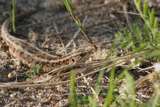 Sand lizard (Lacerta agilis) - pregnant female sunbathing