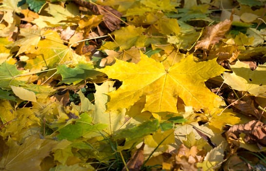 Yellow autumn maple leaves in the forest