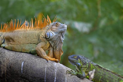 Two Green Iguanas facing each other - mating game.