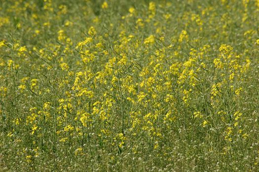 Canola field in Bloom