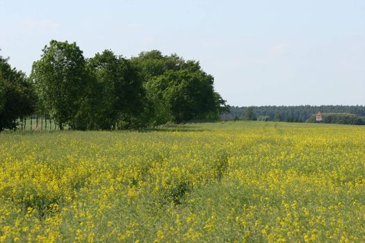 Canola field in Bloom