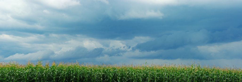 corn field over storm sky 