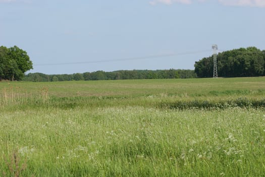 A field in spring