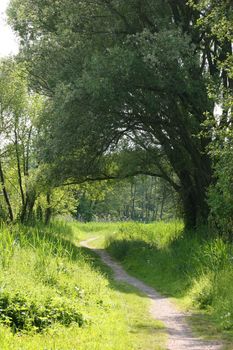 The path in the countryside spring
