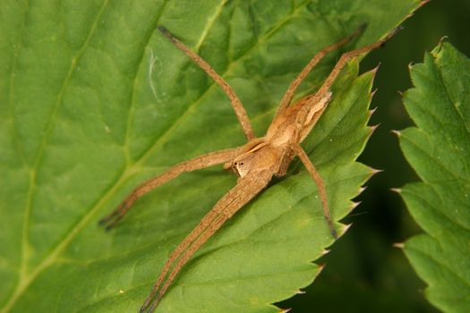 Nursery web spider (Pisaura mirabilis) on a leaf