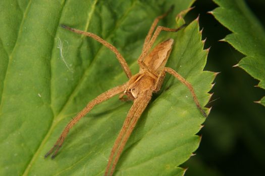 Nursery web spider (Pisaura mirabilis) on a leaf