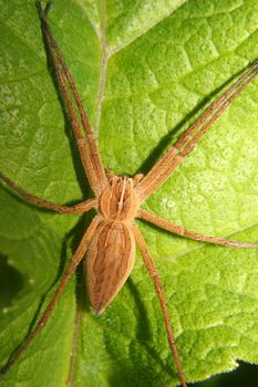 Nursery web spider (Pisaura mirabilis) on a leaf