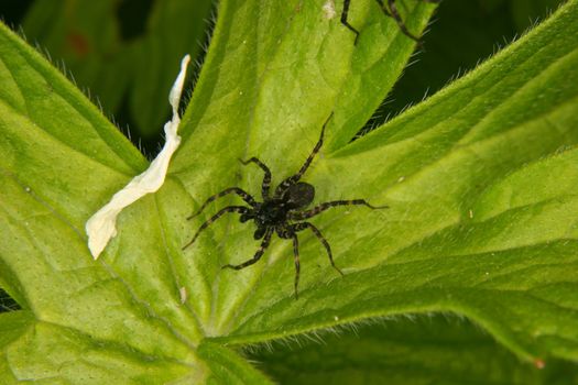 Wolf spider (Pardosa lugubris) - male on a leaf