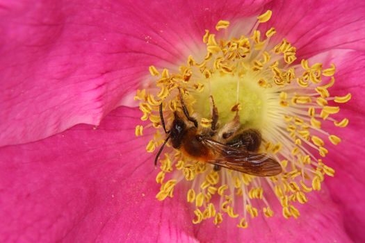 Wild bees in food intake in a flower