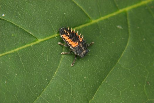 Ladybird beetle larva (Coccinella) on a plant