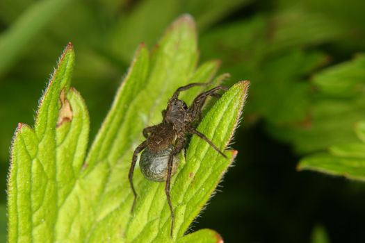 Wolf spider (Pardosa lugubris) - Female with cocoon on a leaf