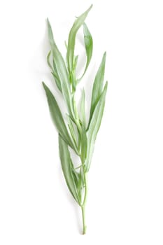 Fresh tarragon from the garden