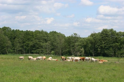 Cattle pasture with a herd of cattle in the spring