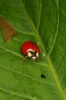 Ladybird beetle (Coccinella) on a plant