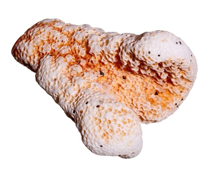 Macro image of a piece of sea washed coral in the shape of a boxer's glove and isolated against white